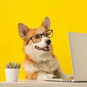 Online Obedience and Manners Course