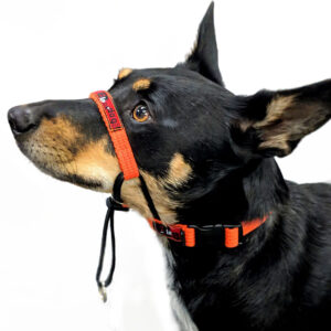 Blackdog Training Halter
